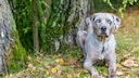 A Louisiana Catahoula Leopard Dog sits on a meadow and basks in the sun.