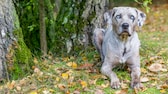 A Louisiana Catahoula Leopard Dog sits on a meadow and basks in the sun.