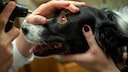 Cataracts in Dogs