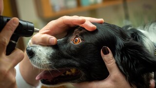 Cataracts in Dogs