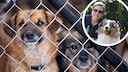 Collage of dogs behind a wire mesh fence and portrait of Manuela Lieflaender