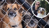 Collage of dogs behind a wire mesh fence and portrait of Manuela Lieflaender