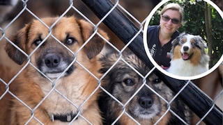 Collage of dogs behind a wire mesh fence and portrait of Manuela Lieflaender