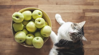 Cat lying next to a bowl of apples
