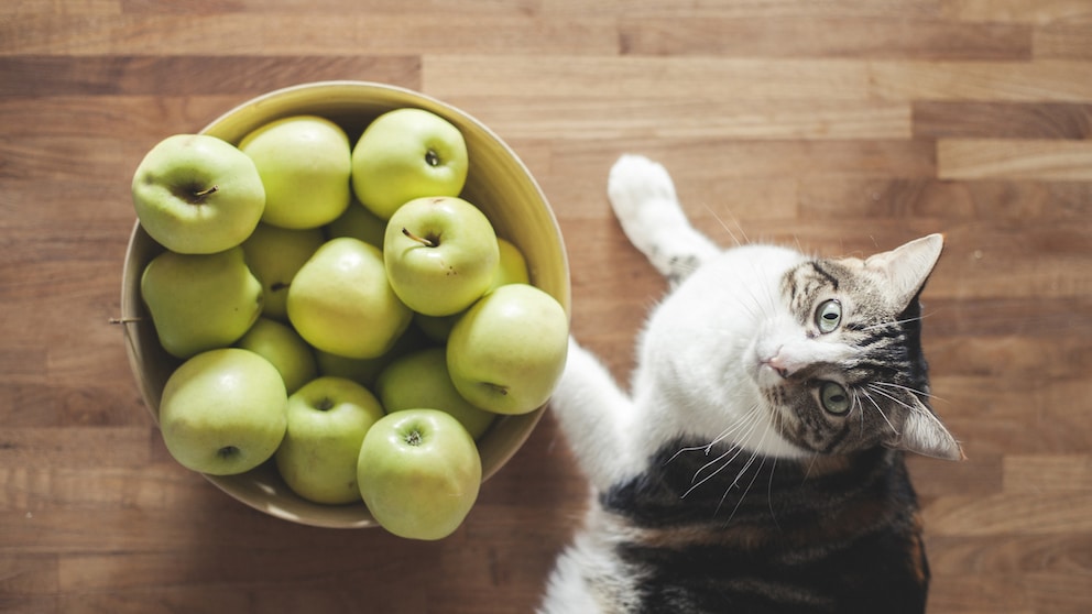 Cat lying next to a bowl of apples