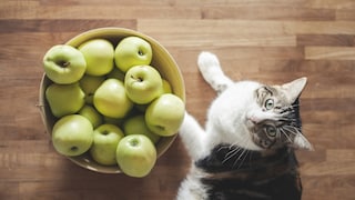 Cat lying next to a bowl of apples