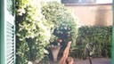 Cat visits neighbor in the backyard