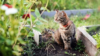 Tabby cat sits in the garden bed