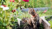 Tabby cat sits in the garden bed