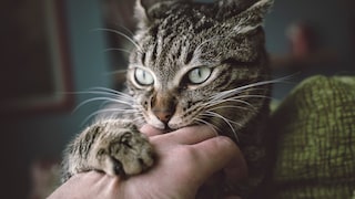 Gray tabby cat bites a hand