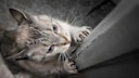 Cat scratches the door frame