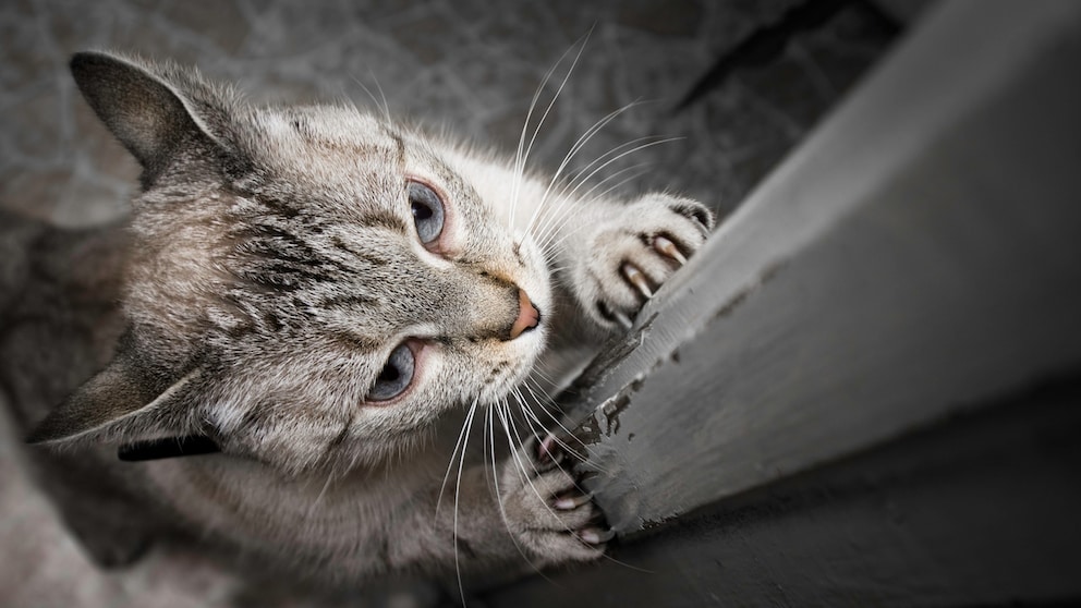 Cat scratches the door frame