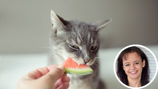 Cat eats a piece of watermelon