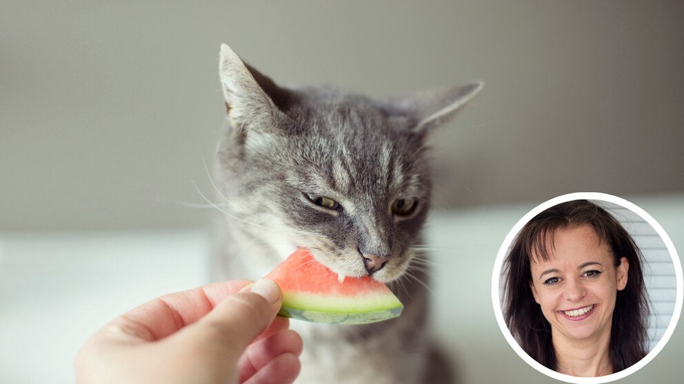 Cat eats a piece of watermelon