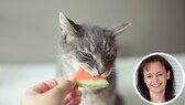 Cat eats a piece of watermelon