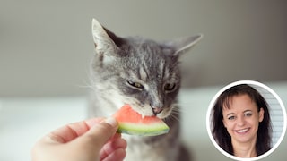 Cat eats a piece of watermelon