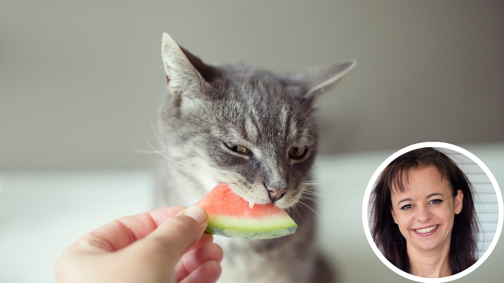 Do cats eat watermelon hotsell