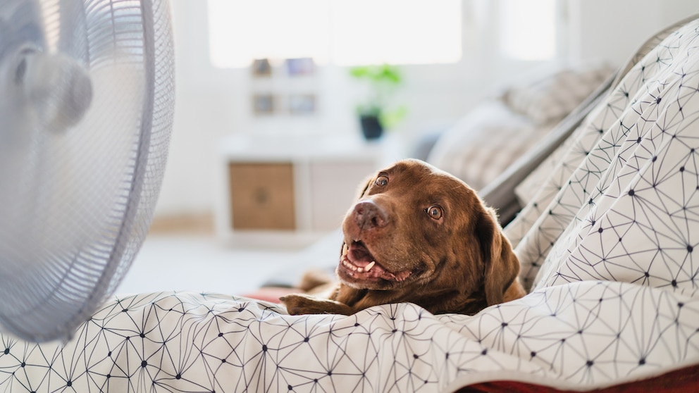 Dog sitting in front of a fan