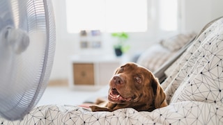 Dog sitting in front of a fan