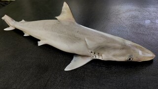 Sharpnose sharks of the genus Rhizoprionodon