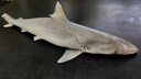 Sharpnose sharks of the genus Rhizoprionodon