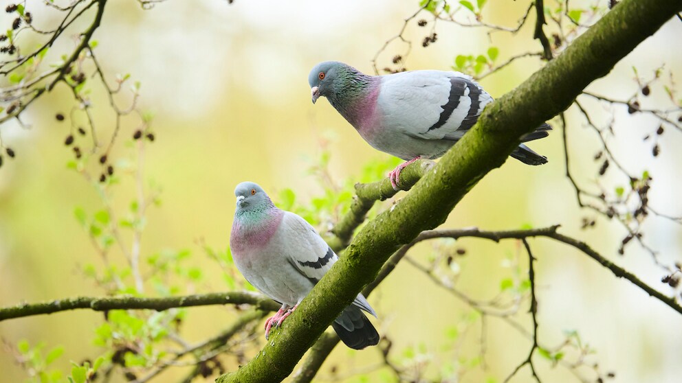 Pigeons sitting on a branch in the forest