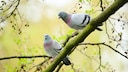 Pigeons sitting on a branch in the forest