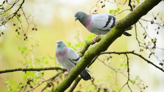 Pigeons sitting on a branch in the forest