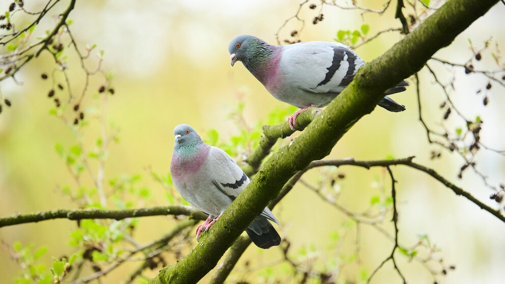 Pigeons sitting on a branch in the forest