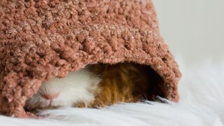 Texel guinea pig lying in the nest