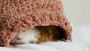 Texel guinea pig lying in the nest