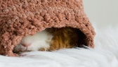 Texel guinea pig lying in the nest