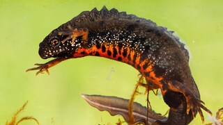 A fire-bellied newt in the aquarium