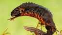 A fire-bellied newt in the aquarium