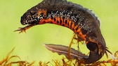 A fire-bellied newt in the aquarium