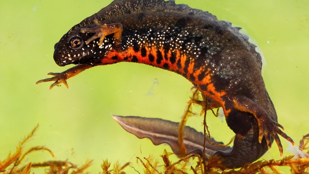 A fire-bellied newt in the aquarium