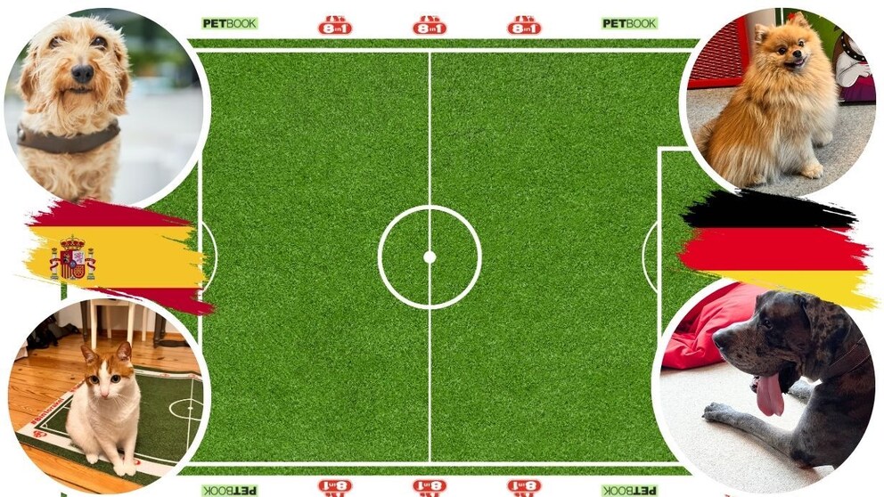 PETBOOK animals predict the European Championship quarter-finals