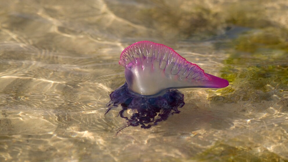 The Portuguese man o' war is one of the most dangerous animals in Europe