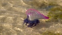 The Portuguese man o' war is one of the most dangerous animals in Europe