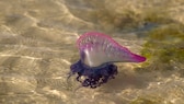 The Portuguese man o' war is one of the most dangerous animals in Europe