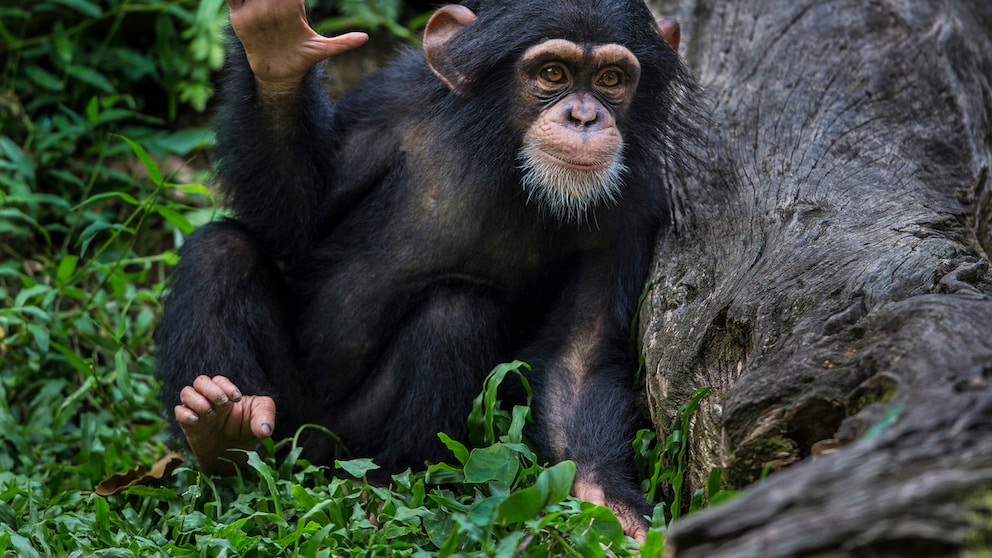 A young chimpanzee uses sign language
