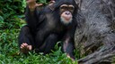 A young chimpanzee uses sign language