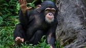 A young chimpanzee uses sign language