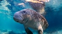 Manatee
