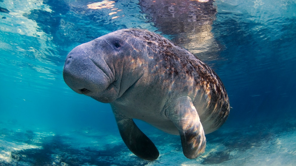 Manatee