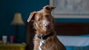 Dog looks funny into the camera