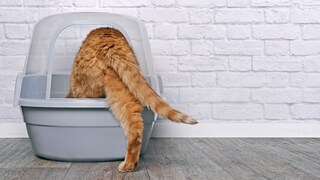 Cat gets into the litter box