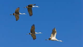 Cranes fly