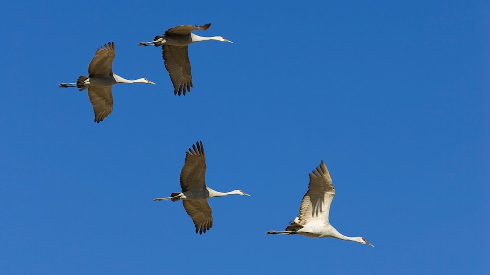 Cranes fly