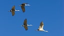 Cranes fly